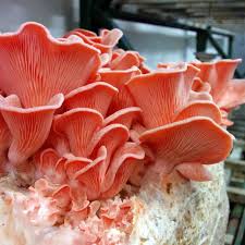 Pink Oyster Spawn